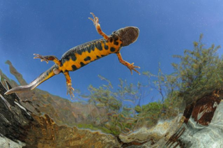 Illustration for article titled Las mejores fotografías no profesionales de naturaleza del año